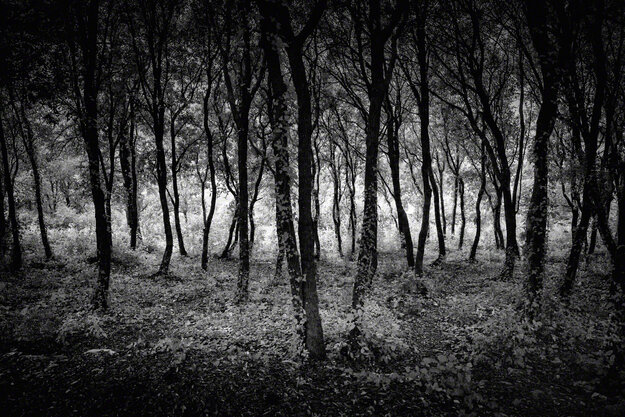 Black & White — Image 5